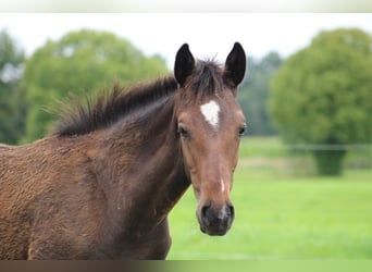 Holstein, Mare, Foal (03/2025), Brown