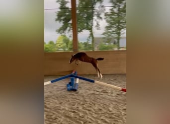 Holstein, Mare, , Brown