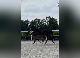 Holstein, Mare, , Brown