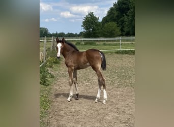 Holstein, Mare, , Brown