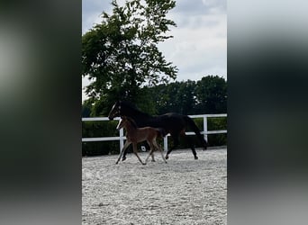 Holstein, Mare, , Brown