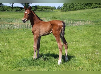 Holstein, Mare, Foal (05/2024), Brown-Light