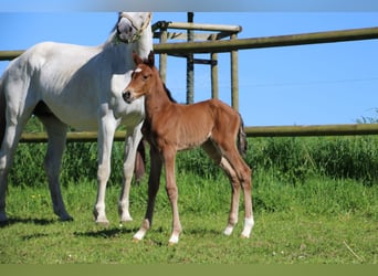 Holstein, Mare, Foal (05/2024), Brown-Light