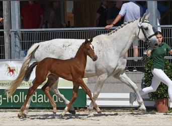 Holstein, Mare, Foal (07/2023), Brown