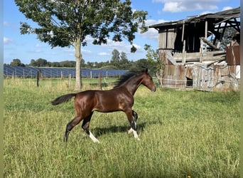 Holstein, Mare, Foal (03/2026), Brown