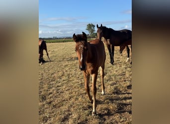 Holstein, Mare, Foal (05/2026), Brown