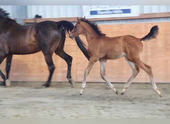 Holstein, Mare, Foal (04/2026), Brown