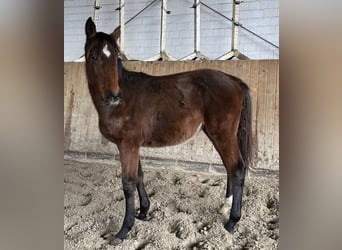 Holstein, Mare, Foal (05/2025), Brown