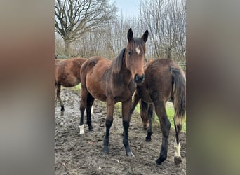 Holstein, Mare, Foal (05/2025), Brown