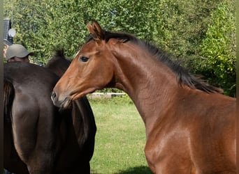 Holstein, Mare, Foal (04/2025), Brown
