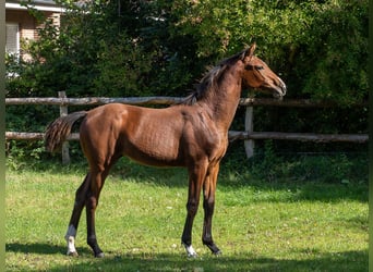 Holstein, Mare, Foal (04/2025), Brown