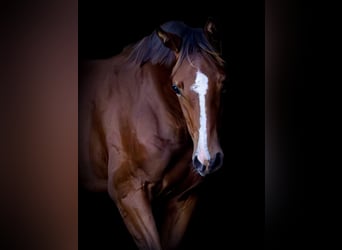 Holstein, Mare, Foal (04/2025), Brown