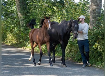 Holstein, Mare, Foal (04/2025), Brown