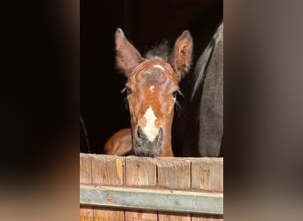 Holstein, Mare, Foal (04/2024), Brown