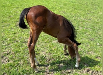 Holstein, Mare, Foal (04/2024), Brown