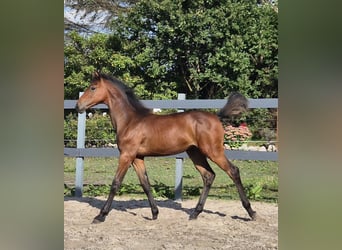 Holstein, Mare, Foal (04/2025), Brown