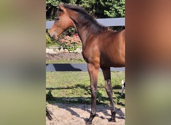 Holstein, Mare, Foal (04/2025), Brown