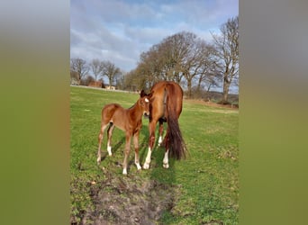 Holstein, Mare, Foal (02/2024), Brown