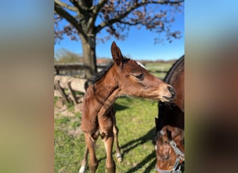 Holstein, Mare, , Brown