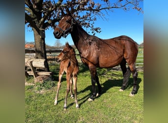 Holstein, Mare, , Brown