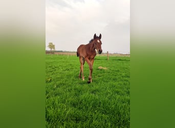 Holstein, Mare, , Brown
