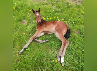 Holstein, Mare, , Brown