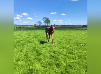 Holstein, Mare, , Brown