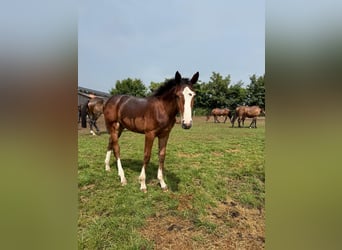 Holstein, Mare, Foal (02/2026), Brown