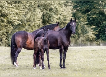 Holstein, Mare, Foal (05/2026), Can be white
