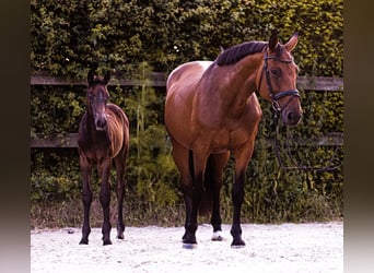 Holstein, Mare, Foal (04/2023), Can be white