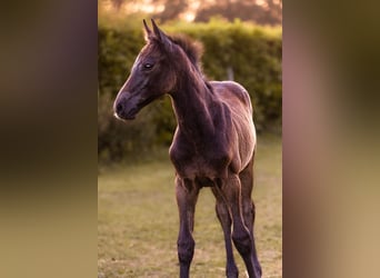 Holstein, Mare, Foal (04/2023), Can be white