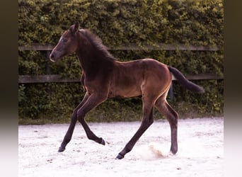 Holstein, Mare, Foal (04/2023), Can be white