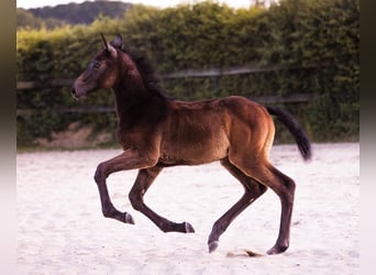Holstein, Mare, Foal (04/2023), Can be white