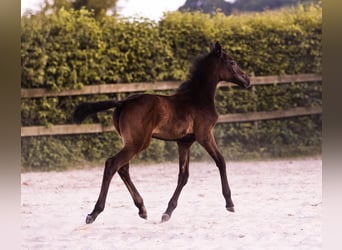 Holstein, Mare, Foal (04/2023), Can be white
