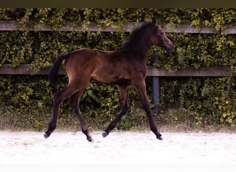 Holstein, Mare, Foal (04/2023), Can be white