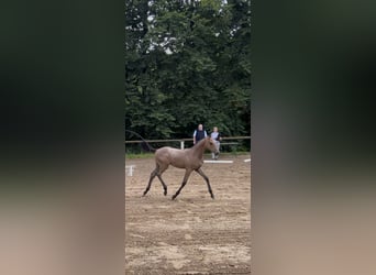 Holstein, Mare, Foal (04/2025), Can be white