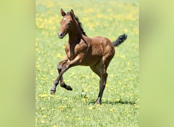 Holstein, Mare, Foal (04/2025), Can be white