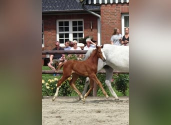 Holstein, Mare, Foal (06/2023), Can be white