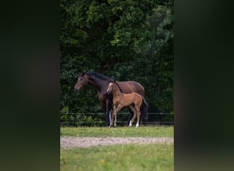 Holstein, Mare, Foal (06/2026), Can be white
