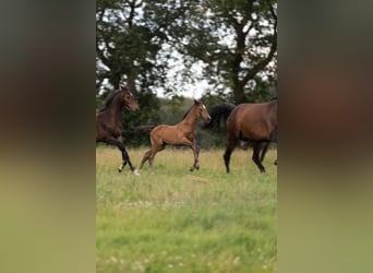 Holstein, Mare, Foal (06/2026), Can be white