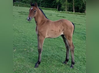 Holstein, Mare, , Can be white