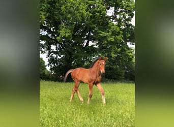 Holstein, Mare, Foal (04/2024), Can be white