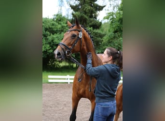 Holstein, Mare, , Chestnut