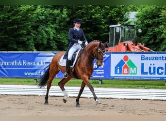Holstein, Mare, , Chestnut