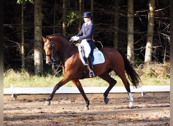 Holstein, Mare, , Chestnut