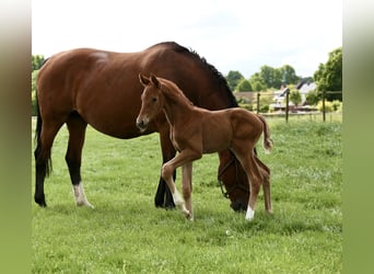 Holstein, Mare, , Chestnut