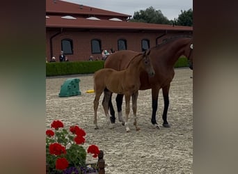 Holstein, Mare, , Chestnut