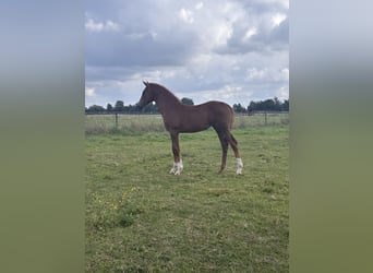 Holstein, Mare, Foal (05/2025), Chestnut