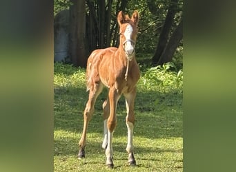 Holstein, Mare, , Chestnut-Red