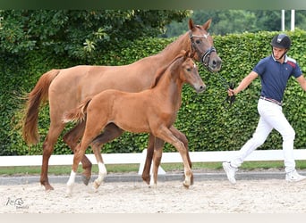 Holstein, Mare, Foal (04/2024), Chestnut-Red